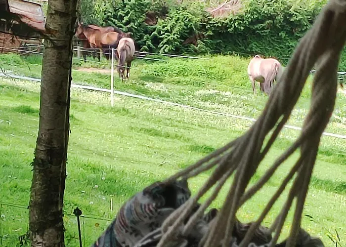 Le Lievre Et La Tortue